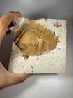 Orange Travertine Crab Fossil Turkey  Fossil Travertine Crab Potamon Crustacean