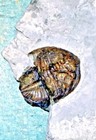 Rare 2 5cm Articulated Dalmanites Myops  Middle Silurian Wenlock  Uk