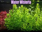 Gravel Tank Plant Pack Live Aquatic Plants For Freshwater Aquarium Healthy Tank