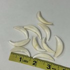 Lot Of 10 Assorted Coyote Fangs Teeth Goth Odd Craft Real Taxidermy Cleaned 0383