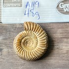 Whole Polished White Ammonite Fossil