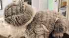 Vintage Applause 1986 Tabby Gray Cat 16  Plush Stuffed Animal Avanti Collectible
