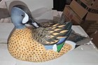 Ducks Unlimited  1 Bluewing Teal Drake Full Size Decoy By Jett Brunet Nib