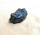 Fossil Cybister Beetle From The Tar Pits