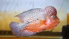 King Kamfa F2 Flowerhorn Vip High Quality Super Monster Kok 6   