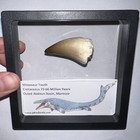 Framed Mosasaur Fossil Tooth Lot Dinosaur Era Aquatic Reptile  One Per Order