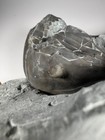 Isotelus Trilobite Fossil Unknown Location