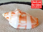 Voluta Deshayesi 89 1mm Rare  Exquisite Near-gem Beauty From New Caledonia  3
