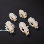 Animals Mink Skull Bone Specimen Ornament Collection Carving Diy Model 6cm 1pc