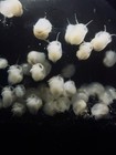 10 Ivory Mystery Snails Live Freshwater Aquarium Snails - Pearl White Free Shipp