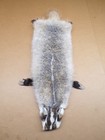 Tanned Badger Hide With All 4 Feet And Claws  fur taxidermy pelts