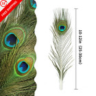 Ihufeather 50pcs Real Natural Peacock Eye Feathers 10-12inch-50pcs  Green