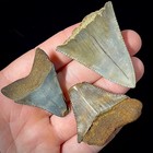 Great White Shark Teeth Lot 1 63 -1 94  Megalodon Tooth Era Fossil Unrestored