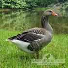 1 Toulouse Goose Hatching Eggs-gentle Quiet Purebred -guaranteed Fertile 
