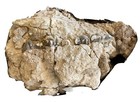 Unprepared Hyracodon Upper Skull Fossil   18155
