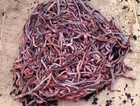 Red Wigglers Worms Composting Worms fish Food  Plant Ammenders