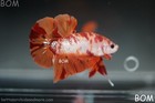 Live Betta Male Orange Red Fancy Koi Metallic Hmpk   Bom350