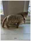 Antique 1908 Steiff Mohair Cat With Glass Eyes