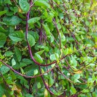 Malabar Red Stem Spinach Seeds  Red Vine Spinach  Ceylon  Non-gmo  Free Shipping