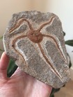 Authentic Collector-grade 6 25  Brittle Starfish Fossil  ophiura  - Morocco