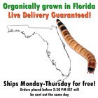 100 Live Superworms - Free Shipping  Bulk  Grown Organic In Florida-large