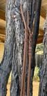 Pretty 12 Plait Kangaroo Romal Reins Signed By Guitron Of Ca Cowboy Vaquero