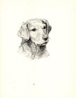 Antique Golden Retriever Print 1935 Wardle Dog Art Illustration Cfw 7025g