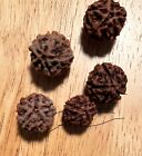 Rudraksha Beads  5-mukhi  sections   About 360 Beads  Various Sizes And Colors