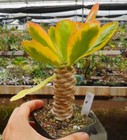 7cm Cactus Live Plants Euphorbia Poissonii Variegated Beautiful Garden Cactus
