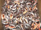 Wholesale Lot Teeny Wee Crawfish Ultralight 200  Lures Brown Top W  Orange Belly