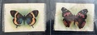 Tobacco Silks  Lot Of 16  Butterflies   Moths  Tokio Cigarettes