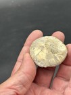 Texas Fossil Echinoid Coenholectypus Sp  Cretaceous Age Sea Urchin holectypus L 