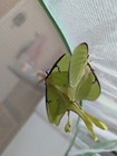 Luna Moth Eggs caterpillars      Feeders