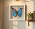 Real Blue Morpho Butterfly Floating Double Glass Frame 8x8 White Shadow Box Art