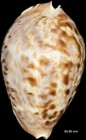 Zoila Friendii Friendii - 80 86 Mm - Gorgeous Color   Pattern - Vintage
