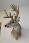Vtg Whitetail Deer Head Shoulder Mount Taxidermy Cape Shed Antler Hunt Mule Rack