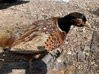 Vintage Flying Ringneck Pheasant Taxidermy On Wood