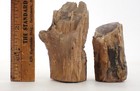 Pair Of Polished Fossilized Branches Vintage Estate Find Rock Specimens