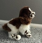 Douglas Springer Spaniel