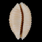 Cy221 Cypraea  nucleolaria  Cassiaui 22 1mm     Marquesas     F   