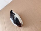 12 Button Quail  Hatching Eggs Of Different Color