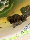 Live Freshwater Aquarium Snails  Brown striped  Beginner Friendly  Tropical