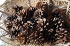30 Red Pine Cones  Pinecones Natural  Great Crafts Wreath 