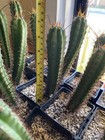 T  Bridge X T  Peru Yearlings  Outdoor Grown  Disease blemish Free