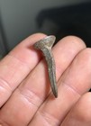 Spike From 1700   s Revolutionary War Era British Shipwreck Naval Artifact
