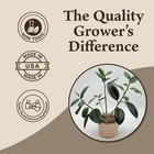 Preserved Spanish Moss - Premium Decorative Moss For Crafts  Home D  cor  Art    