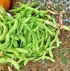 Dry Bush Bean Box Garden Seeds Jacobs Cattle Heirloom Kidney 25 Count
