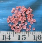   Baby Cup Shells   Deep-pink Mix   100    Shellcraft   Sailor s Valentines  