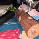 Natural Wood Tunnel Hamster For 1 7 9   2 7 