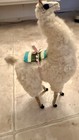 Handmade Llama From Lima  Peru   Stands 10 5 Inches Tall
